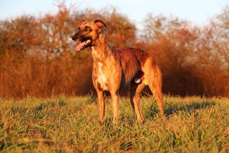 Do Whippets Like Long Walk: What You Need to Know When Walking Whippets