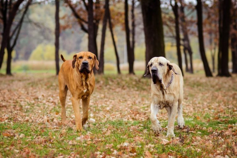 Why Are Fila Brasileiro Banned: Get to Know Fila Brasileiro and the Dogs Banned in the UK