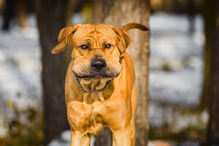 Do Fila Brasileiro Shed: All About Fila Brasileiro’s Shedding