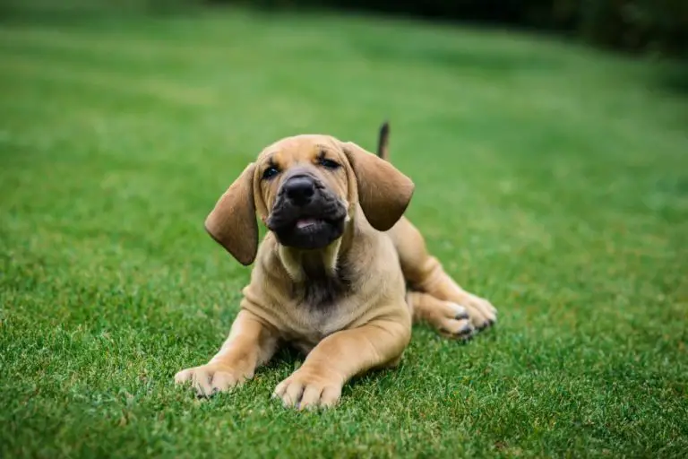 Are Fila Brasileiro Good Family Dog: Pros and Cons of Owning Fila Brasileiro