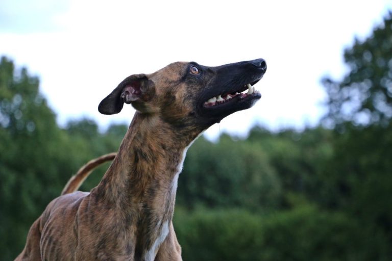 Are Whippets High Maintenance: Understanding the Needs of This Breed