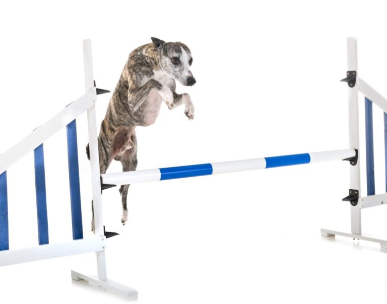 How High Can Whippets Jump: Understanding This Breed’s Ability and How to Train Them to Jump