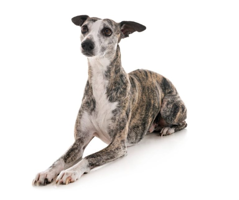 Are Whippets Aggressive: Reasons Whippets May Be Aggressive and How to Stop Their Aggression