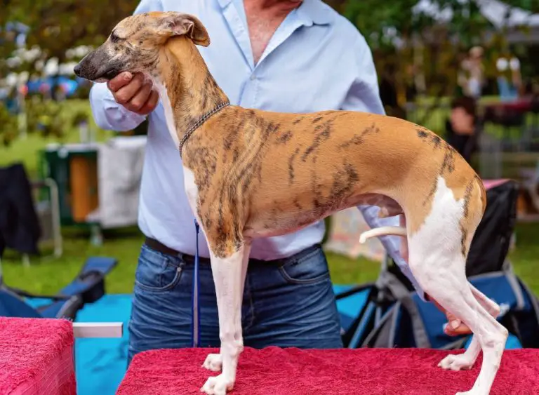 Where Do Whippets Like to Be Stroked: Get to Know Whippet’s Affection