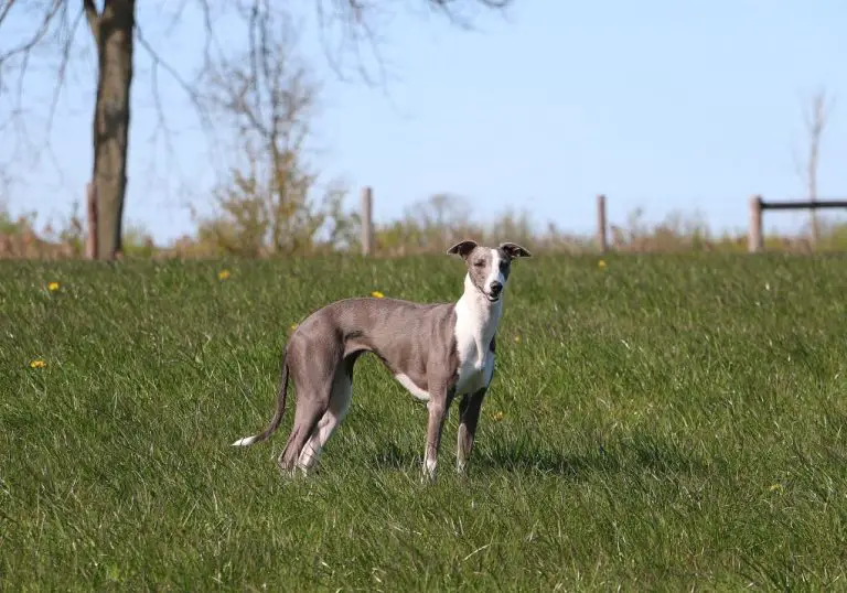 Can Whippets Eat Raw Meat: All About Whippet’s Diet