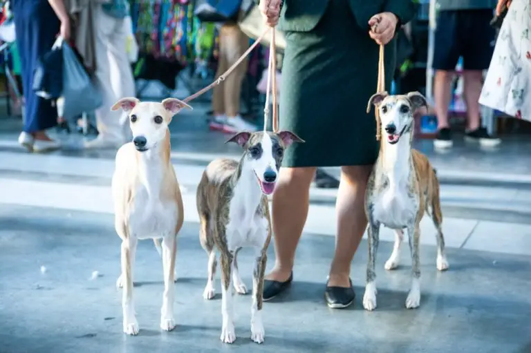 Where to Buy a Whippet: A Guide for Adopting a Whippet