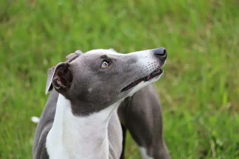 Why Does My Whippet Stare at Me: Reason Why Whippets Stare and How to Deal With It