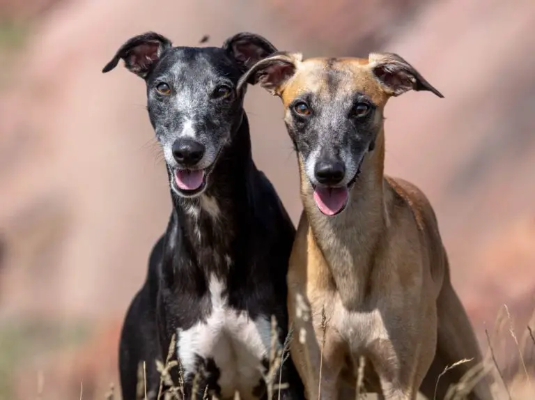 Do Whippets Have Webbed Feet: List of Dogs With Webbed and Hare Feet