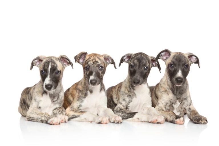 When Do Whippet Puppies Calm Down: Effective Tips to Calm Whippet Puppies