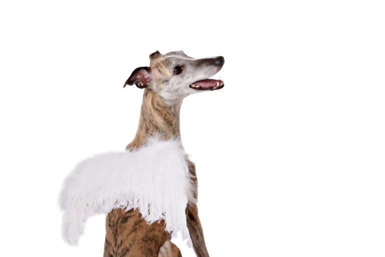 Why Is My Whippet Shedding So Much: Reasons Why Whippet Shed and How to Deal With It