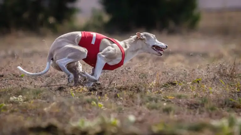 Can Whippet Run Long Distances: All About Whippets Running Ability