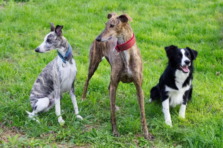 Can Whippets Live With Small Dog: Considerations and Tips for Keeping Whippets With Smaller Pets