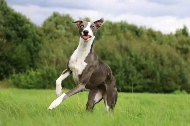 Can Whippets Live Outside: The Advantages and Disadvantages of Keeping Whippets Outdoors
