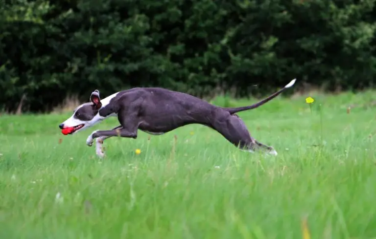 What Are Whippet Dogs Used for: Various Uses for Whippets