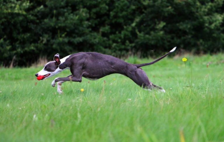 What Are Whippet Dogs Used for: Various Uses for Whippets