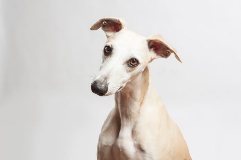 Are Whippets Good Guard Dogs: Whippets As Guard Dogs
