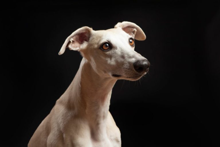 Can Whippet Left Alone: Tips to Entertain Your Whippet