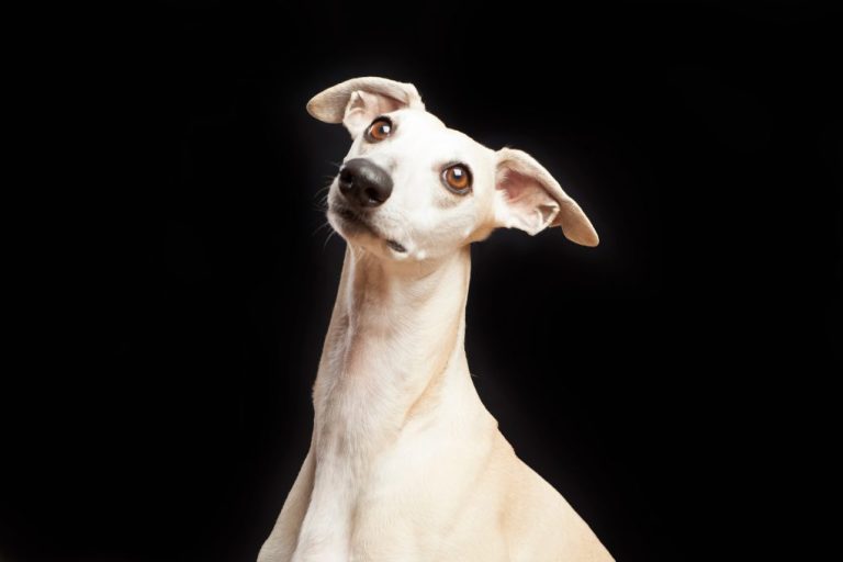How to Train a Whippet to Hunt Rabbits: Tips in Training Whippets and Reasons They Are Perfect for Rabbit Hunting