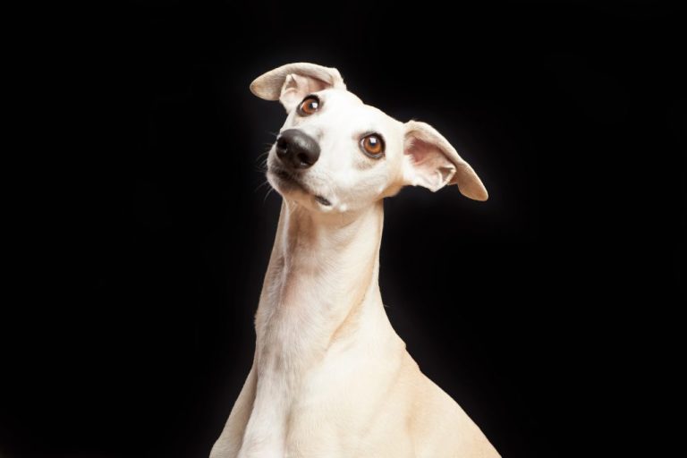 How to Train a Whippet to Hunt Rabbits: Tips in Training Whippets and Reasons They Are Perfect for Rabbit Hunting