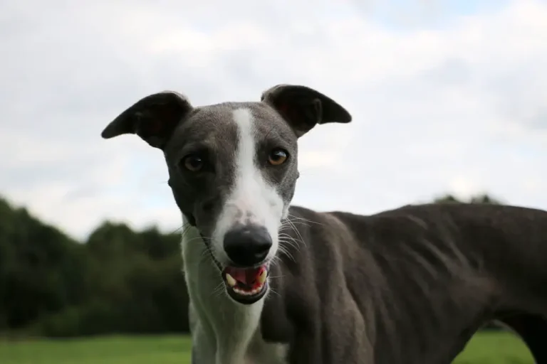 When Do Whippets Stop Teething: Timeline of Whippet Teething and How to Keep a Puppy’s Teeth Healthy