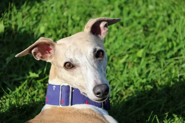Is Whippet Faster Than a Greyhound: A Comparison of the Speeds of These Breeds