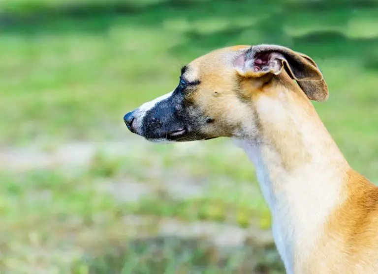 How to Clean a Whippet’s Ears: 7 Simple Steps for Cleaning a Whippet’s Ears