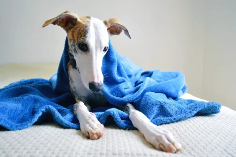 Do Whippets Like Water: Tips for Making Your Dog Love the Water and Swim