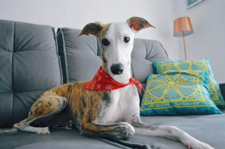 How Much Does a Whippet Cost: Know the Cost of Owning a Whippet