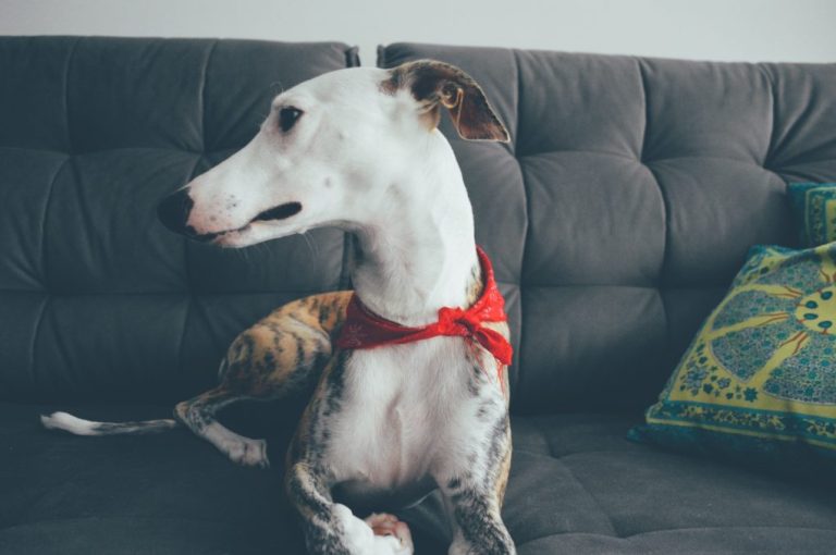 Why Do Whippet Bark: Reasons Why Whippets Bark