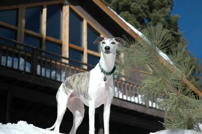 How to Bathe a Whippet: 5 Steps for Bathing Your Whippet