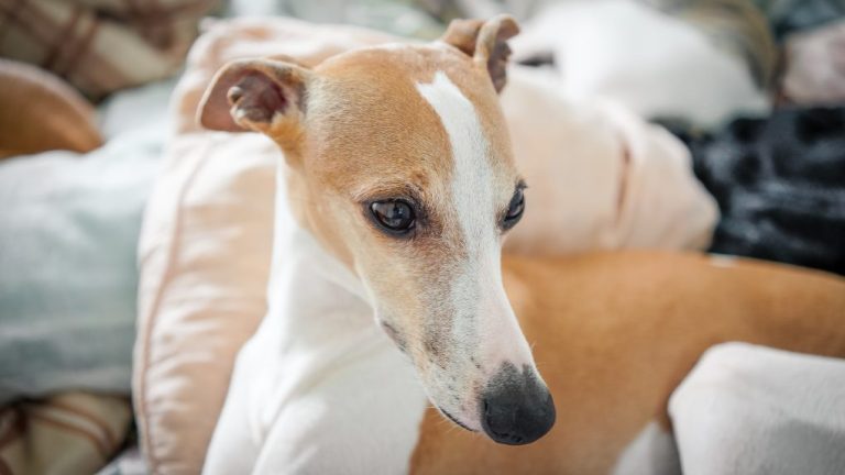 What Do Whippets Eat: Healthy Diet and Common Mistakes in Your Whippet’s Diet