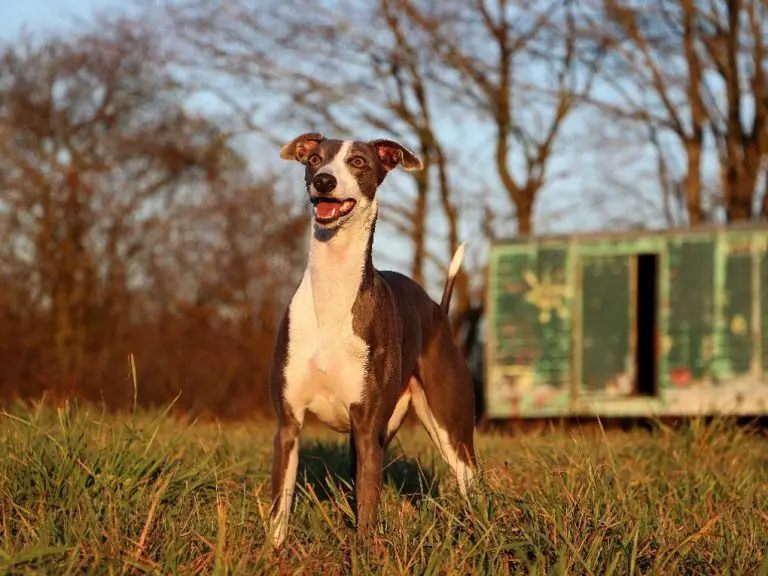 Is Whippet a Hound: The Characteristics of a Whippet Breed That Make Them Good for Hunting