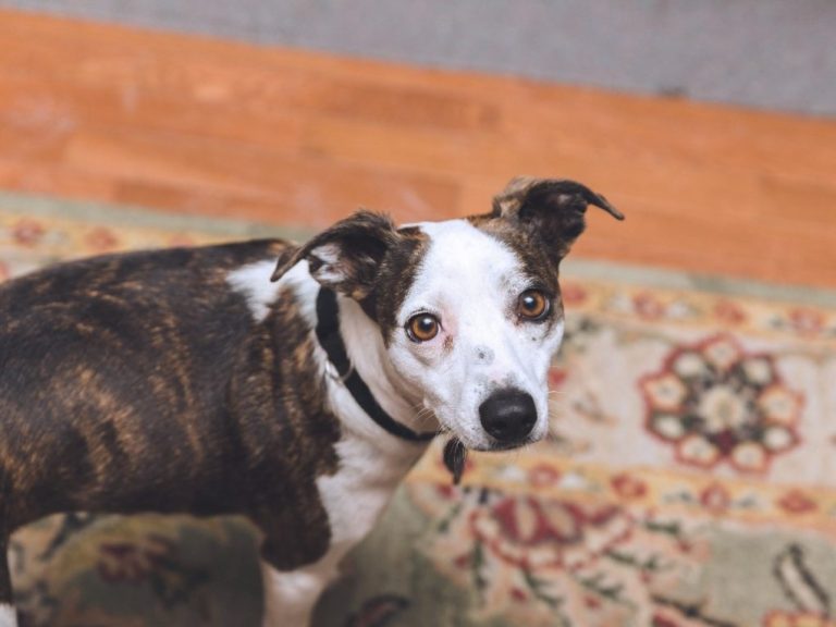 Whippet Jack Russell Mix: Characteristics of a Whippet Jack Russell Mix