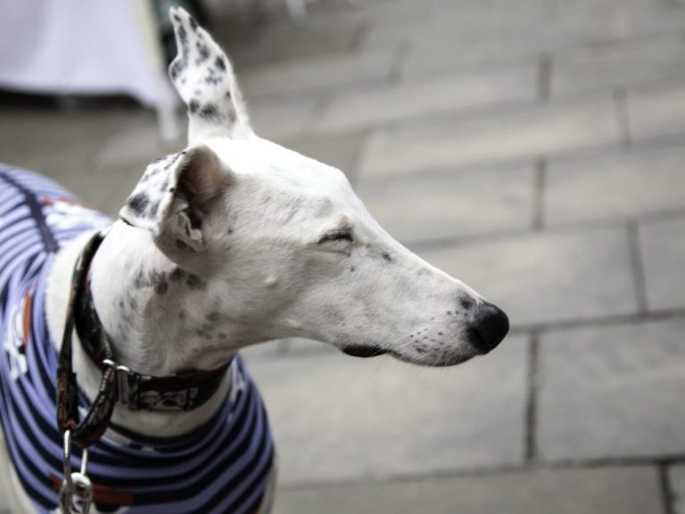 Whippet Dalmatian Mix: The Characteristics of the Whippet Dalmatian Mixed Breed