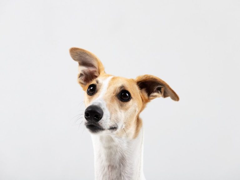 Does a Whippet Shed: Tips for Managing Shedding in Your Whippet