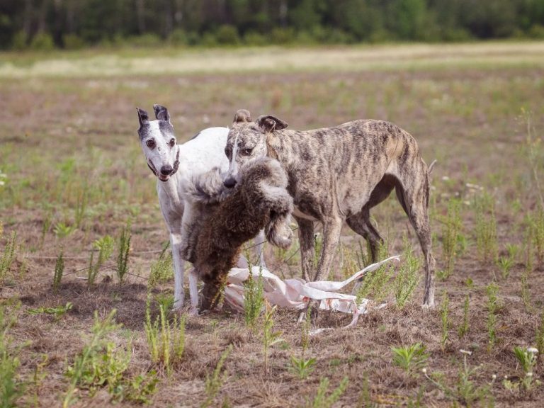 What Do Whippets Hunt: Everything You Need to Know About Hunting With Whippets