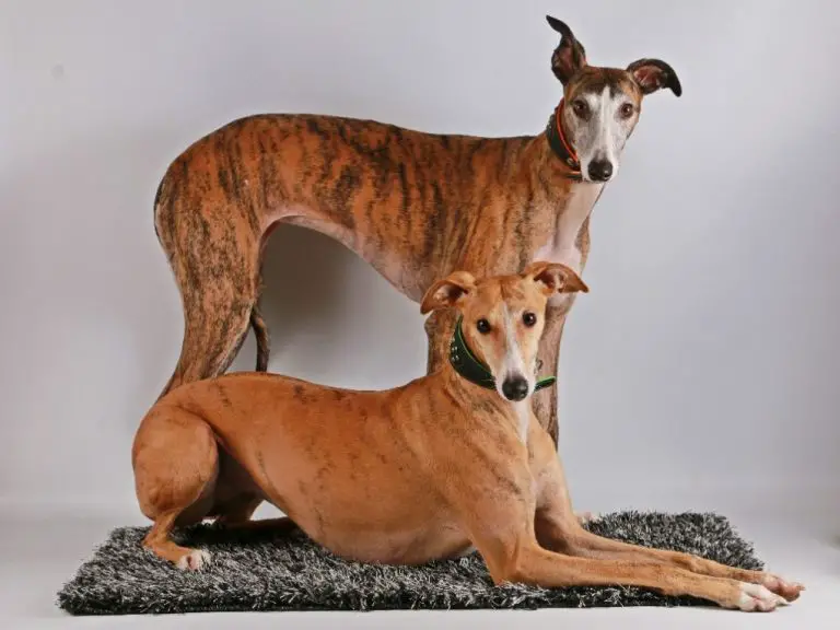 Are Whippets Better in Pairs: The Benefits of Having This Breed in Pairs and How to Introduce Two Whippets to Each Other
