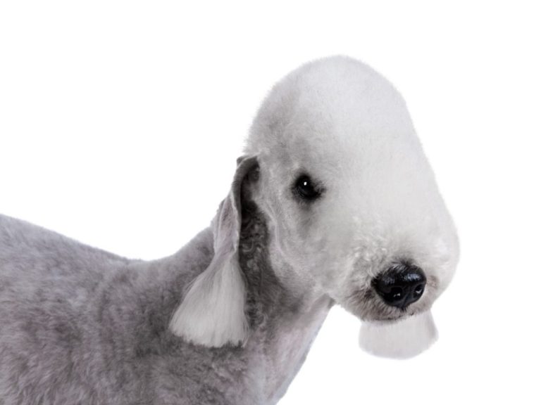 Do Bedlington Terriers Bark a Lot: A Comprehensive Guide to Their Barking Habits