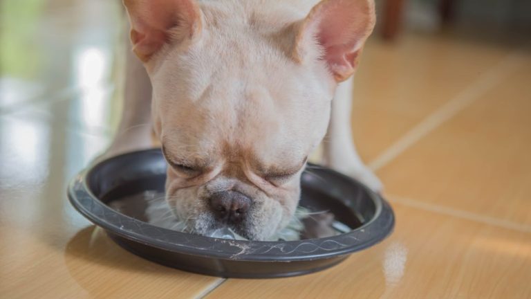 Can French Bulldogs Drink Milk? A Clear and Knowledgeable Answer