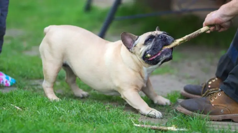 How to Stop French Bulldog Aggression: Effective Training Techniques