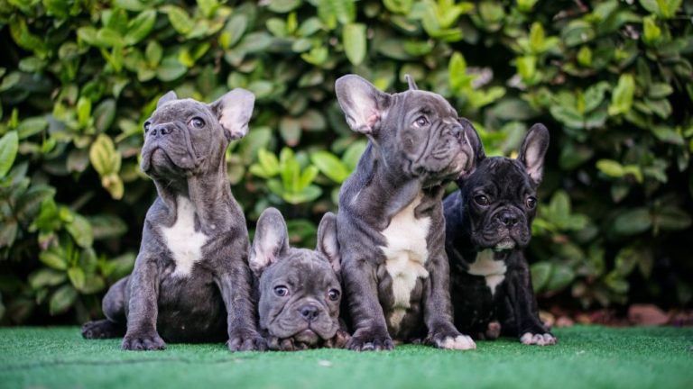 Mini French Bulldog Price: How Much to Expect to Pay for This Adorable Breed