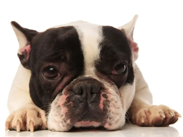 Why Do Some French Bulldogs Have Bigger Heads: Understanding the Genetics Behind This Trait