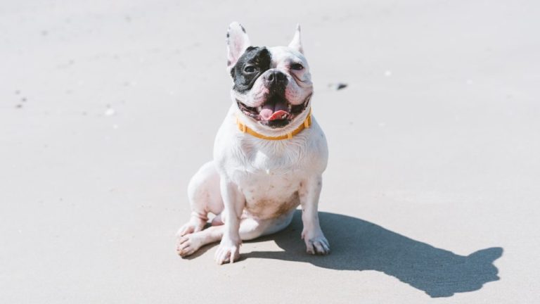 Best Age to Neuter French Bulldog: Expert Recommendations and Considerations