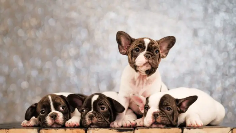 How Many Times Can a French Bulldog Have Puppies?