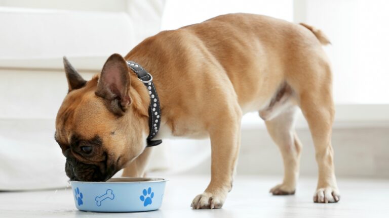 Can French Bulldogs Eat Potatoes? A Nutritional Guide for Pet Owners