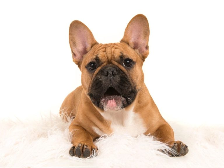Why Do French Bulldogs Cry So Much: Understanding the Reasons Behind Their Emotional Outbursts