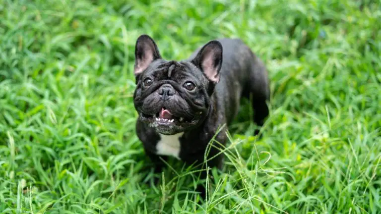 Why Is My French Bulldog So Hyper? Understanding the Causes and Solutions