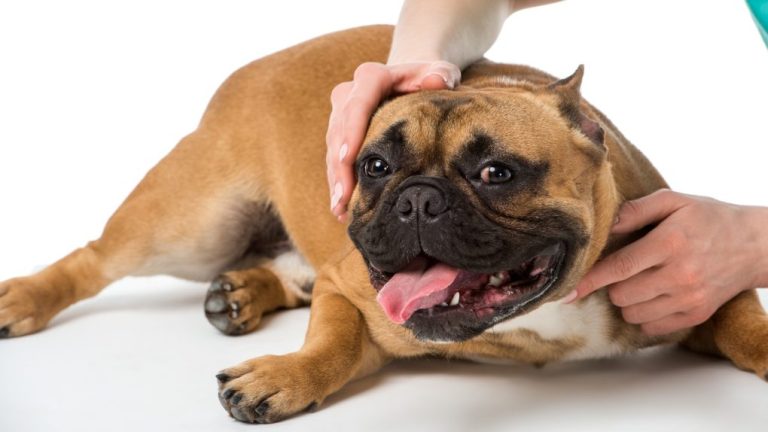 Why Is My French Bulldog Breathing Fast: Common Causes and Solutions