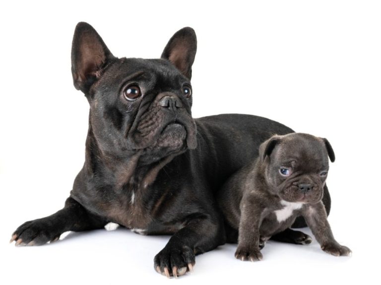 Do French Bulldogs Change Color As They Grow