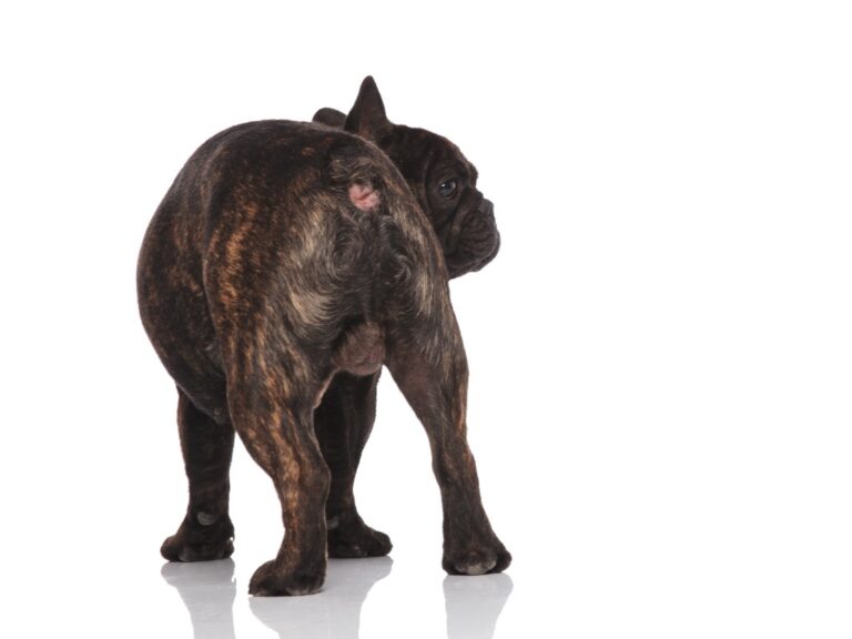 Are French Bulldogs’ Tails Docked? Everything You Need to Know
